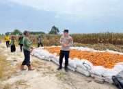 Dukung Swasembada Jagung di Wilayah Binaan
