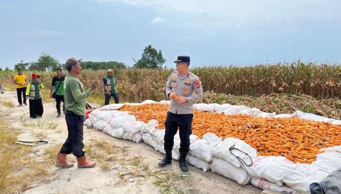 Dukung Swasembada Jagung di Wilayah Binaan