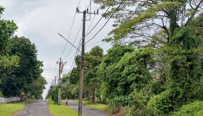 Gerak Cepat Petugas PLN Koba Tangani Kerusakan SUTM Akibat Petir