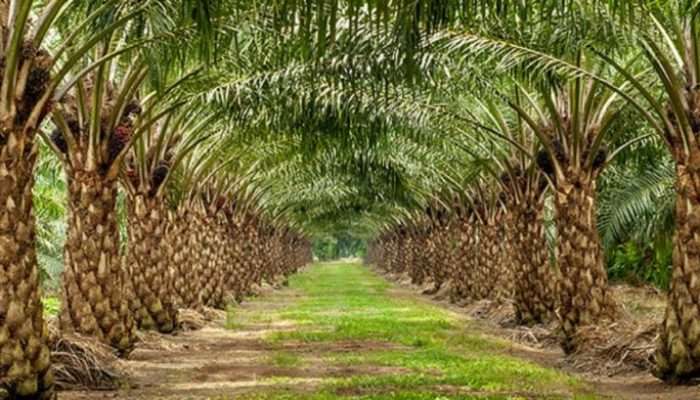 Polisi Perketat Pengawasan Kebun Sawit Warga