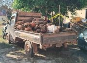 Empat Pencuri Buah Sawit Akhirnya Ditangkap Polisi