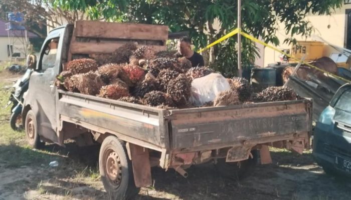 Empat Pencuri Buah Sawit Akhirnya Ditangkap Polisi