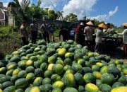 2000 Bibit Hasilkan 15 Ton Semangka