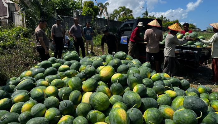 2000 Bibit Hasilkan 15 Ton Semangka