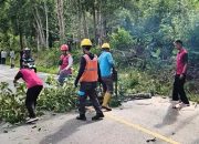 Pohon Tua yang Rawan Tumbang Dipangkas