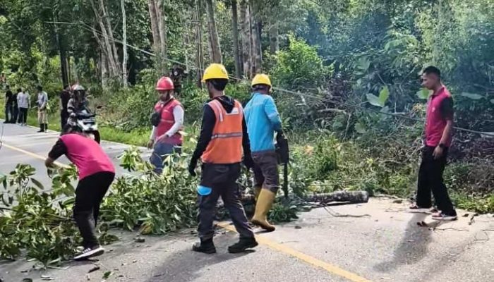 Pohon Tua yang Rawan Tumbang Dipangkas