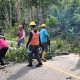 Pohon Tua yang Rawan Tumbang Dipangkas